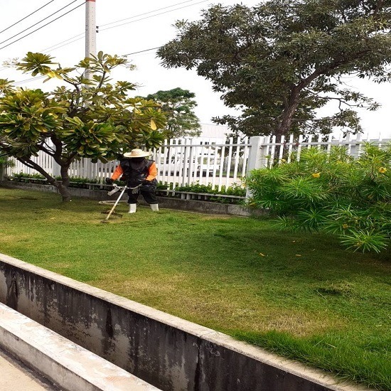 บริการตัดต้นไม้ โคราช บริการตัดต้นไม้ โคราช